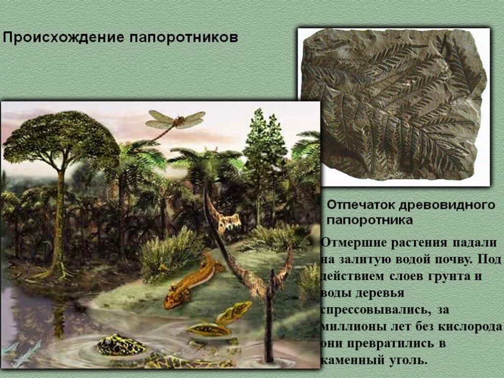 Папоротники происхождение псилофиты. Древние папоротники окаменелости. Древовидные папоротники вымершие. Что произошло с папоротником. В каком периоде жили древовидные растения