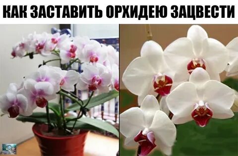 Как заставить зацвести