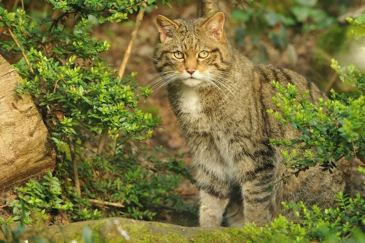 Дикая лесная. Европейский дикий лесной кот. шотландская дикая лесная кошка. европейский лесной кот камышовый. европейская дикая лесная кошка.