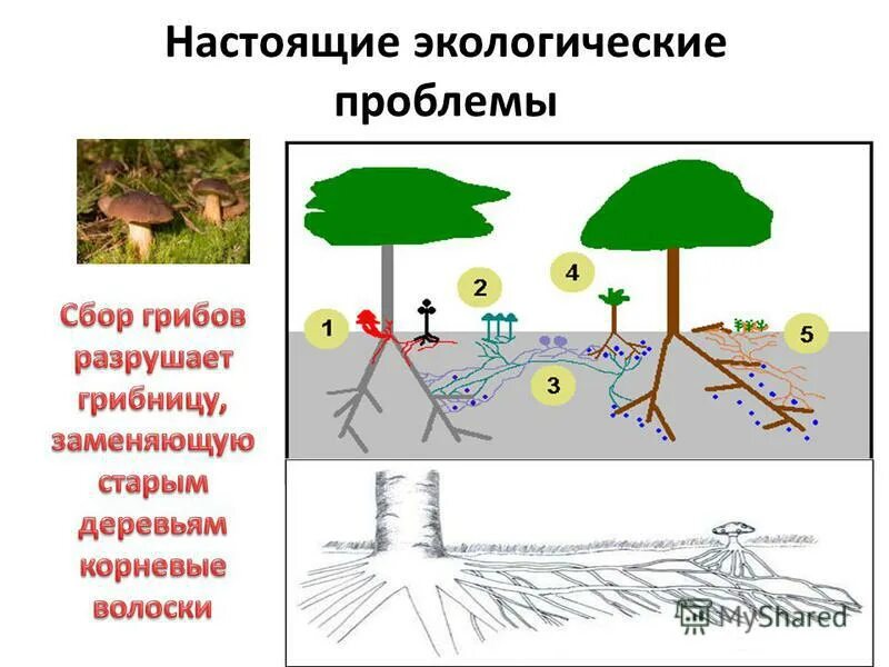 3 примера экологии. Микромасштаб примеры в экологии.