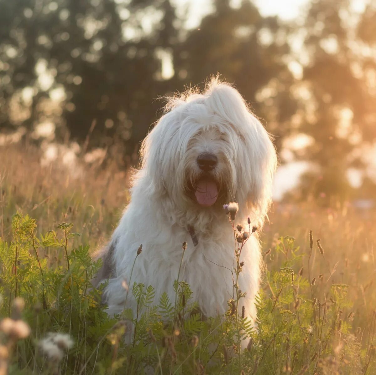 южнорусская овчарка. староанглийская овчарка. южнорусская овчарка черная. собаки породы южнорусская овчарка. бобтейл овчарка.