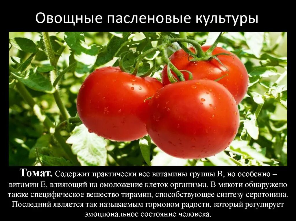 Человек разводит овощные культуры семейства пасленовые. Овощные культуры семейства пасленовых. Томат семейство Пасленовые. Овощные Пасленовые томат. Овощные культуры томат.