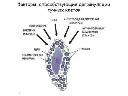 Тучные клетки воспаления