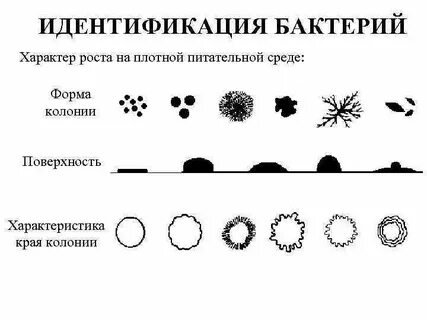 Выявление бактерий