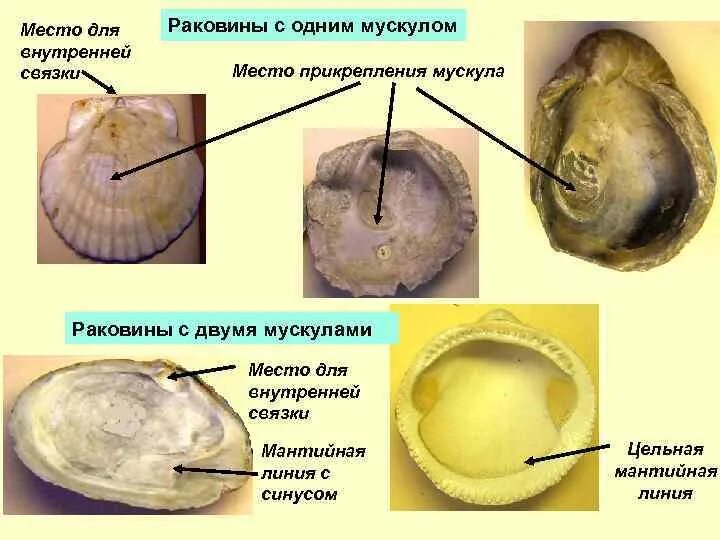 Строение раковины гребешка. Двустворчатые моллюски строение раковины. внутреннее строение раковины.