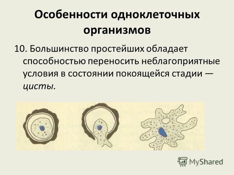 Как называется приспособление организма к неблагоприятным условиям. Как называется приспособление организма к неблагоприятным условиям