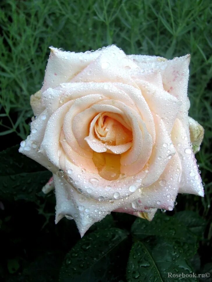 роза ванилла. роза чайно гибридная ванилла скай. роза флорибунда ванилла. описание розы ванилла. роза чайно-гибридная ванилла.