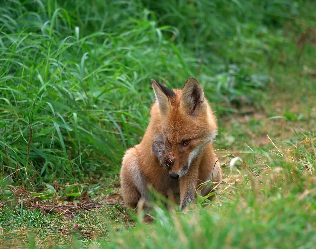 Лисенок оренбург. Милые мультяшные лисята. Лисичка рисунок. Обезьянья лиса. Дикие лисы.