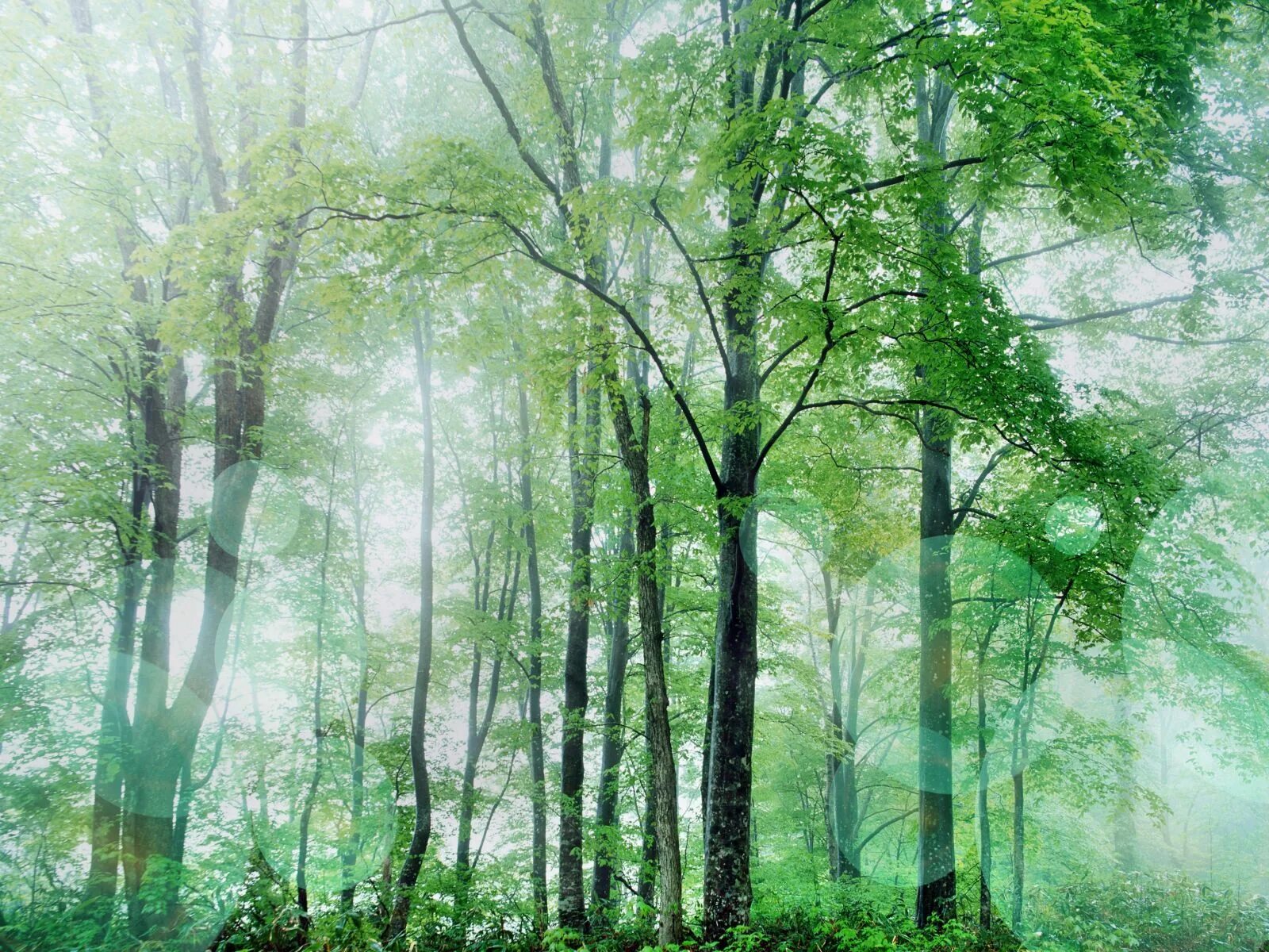Природа картинки слайд. Светлый лес. Фон для презентации лес. Фон леса для презентации. Лесной фон.