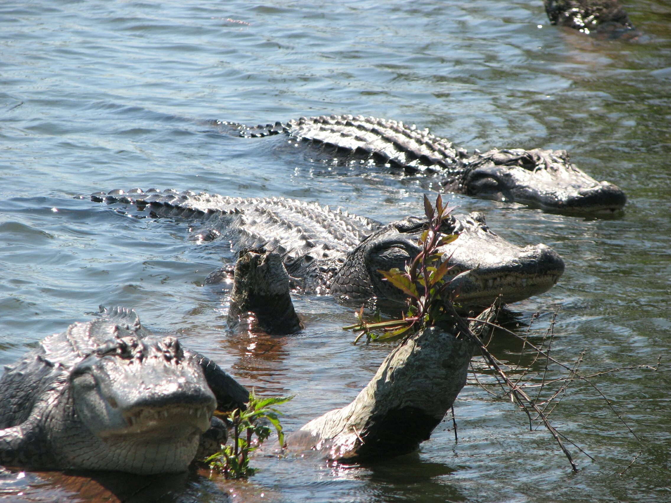 Луизиана крокодилы. Крокодилы в болотах Луизианы. Штат Луизиана болота крокодилы. Болото Манчак крокодилы. Игра крокодилы на болоте