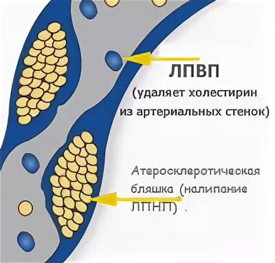 Не лпвп. Откуда берётся холестирин. ЛПВП слой сала ближе к шкуре. Что за вещевтва холестирин -формула.