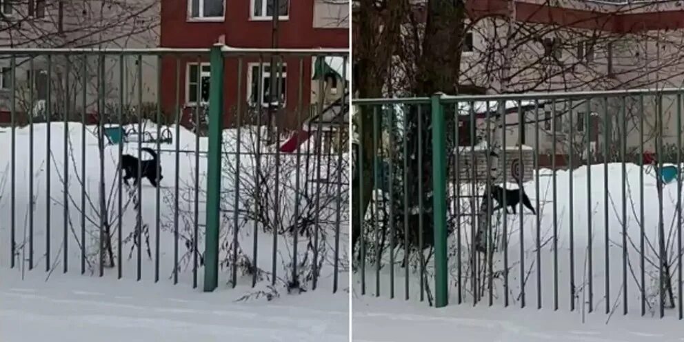Собак на территории детского сада. Бродячие бездомные собаки в ботаническом саду. уголок собак в детском саду. мир собаки в детском саду. свора собак на поводке.