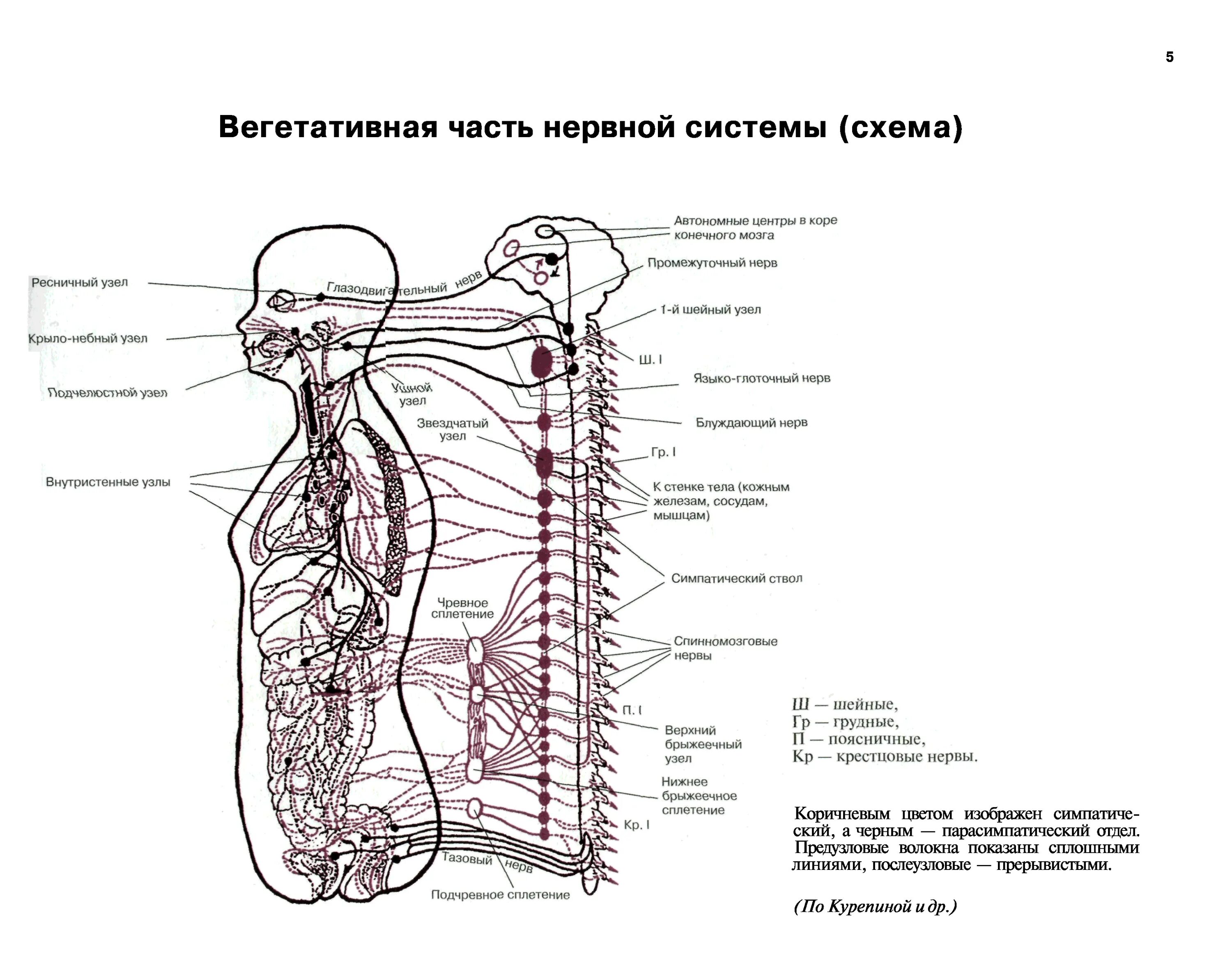 Вегетативная система человека схема. Схема вегетативной нервной системы человека. Вегетативная нервная система схема спинного мозга. Вегетативная часть нервной системы (схема).