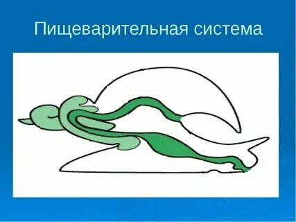 Кровеносная система прудовика. Виноградная улитка ротовая полость. Строение прудовика обыкновенного. Органы выделения большого прудовика. Органы выделения большого прудовика.