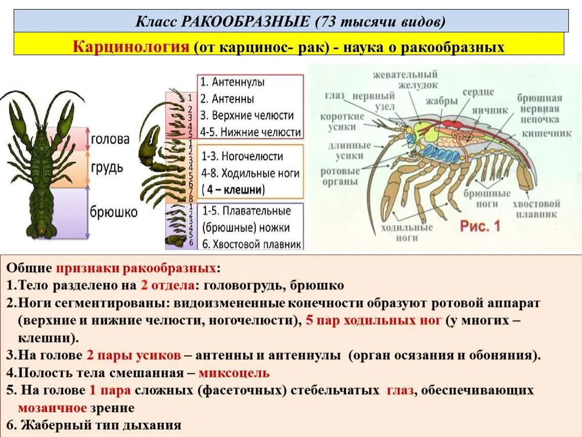 Какое хватание у рака. Общая характеристика ракообразных 7 класс биология. Внешнее строение паука головогрудь и брюшко. Биология 7 класс характеристика класс ракообразные. Характеристика класса ракообразные 7 класс.