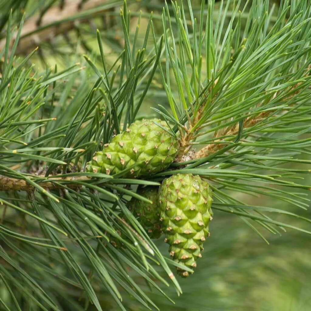 Сосновые порядок хвойные. Сосна Пиния шишки. Pinus Sylvestris шишка. Сосна Веймутова шишки. Сосновый вертун сосны обыкновенной.