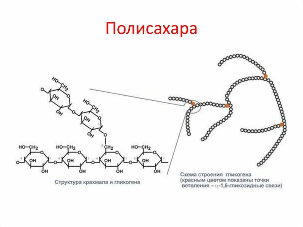 Крахмал и гликоген вещества. Структура крахмала и гликогена. схема строения гликогена. крахмал гликоген целлюлоза строение. крахмал и гликоген формула.