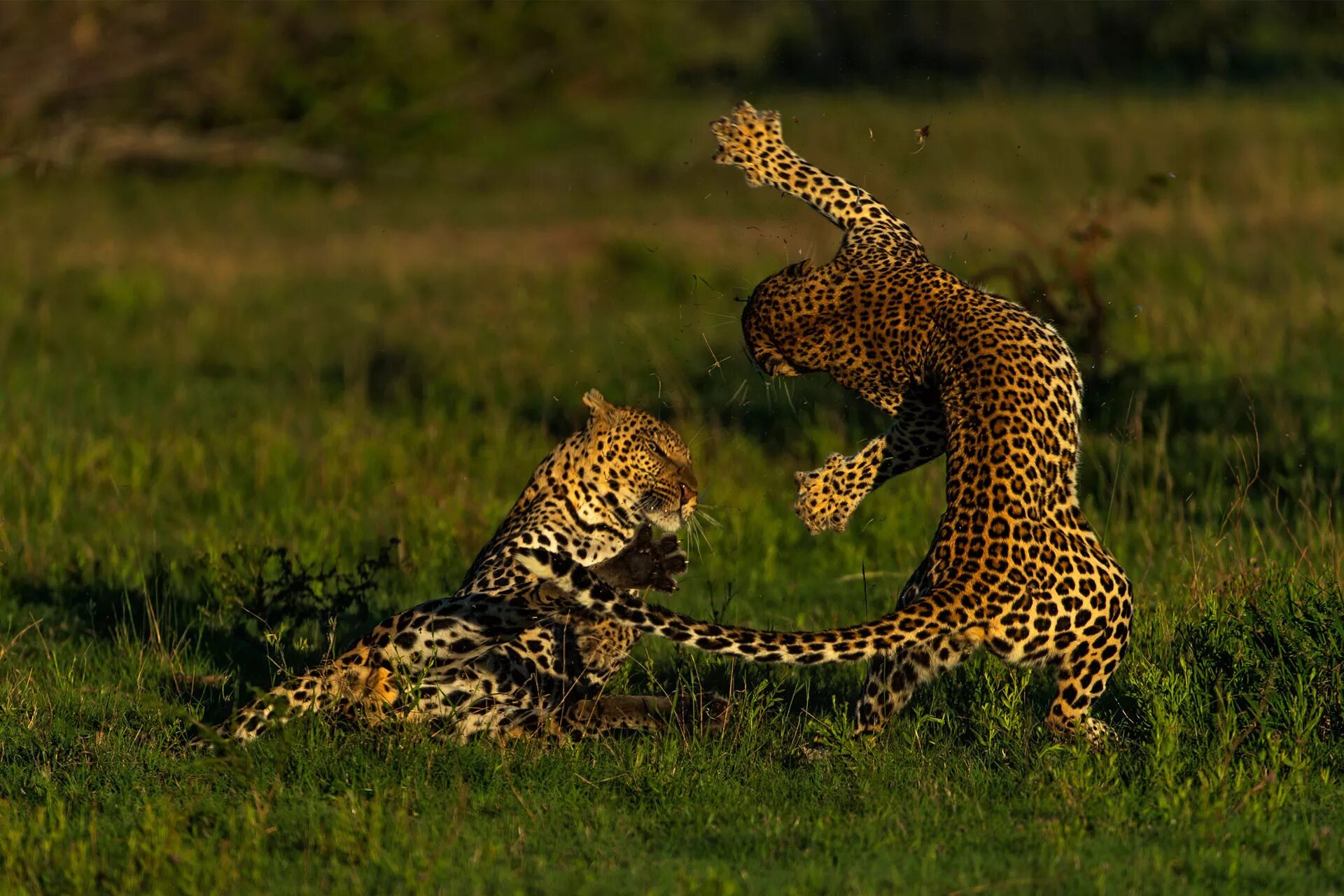 People and wildlife