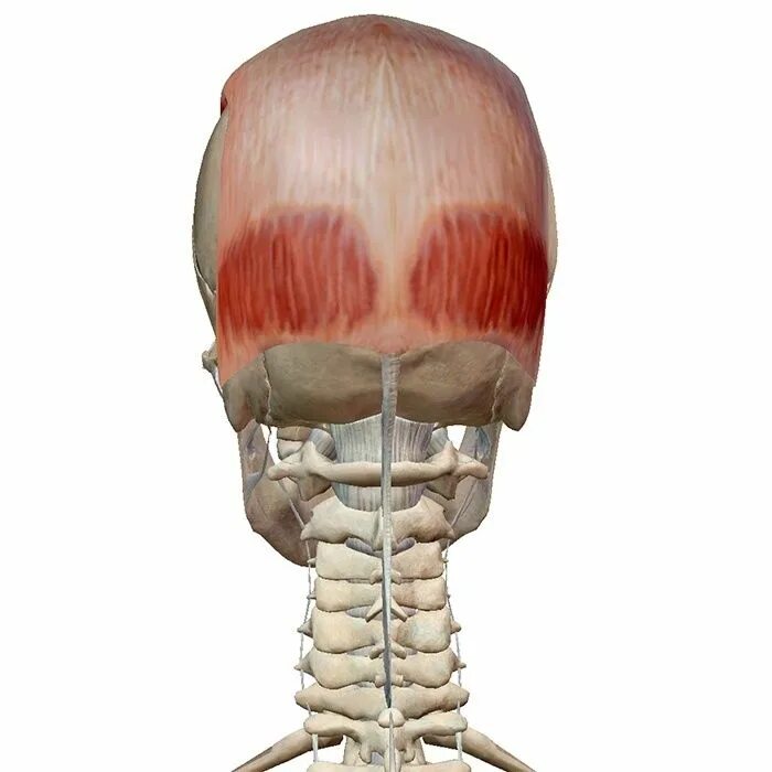 Функции надчерепных мышц. Musculus occipitofrontalis. надчерепная мышца затылочно лобная. надчерепная затылочная мышца головы. musculus epicranius.