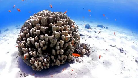 Sea article