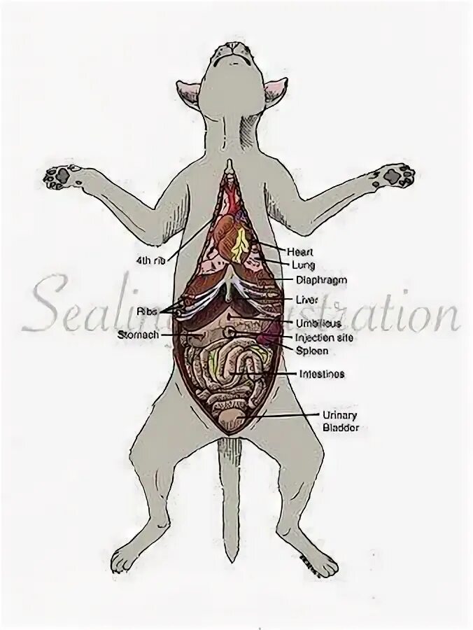 Строение кошки внутренние органы. Расположение органов у кошки. Расположение внутренних органов у кота. Анатомическое расположение органов кошки. Сердце собаки расположено
