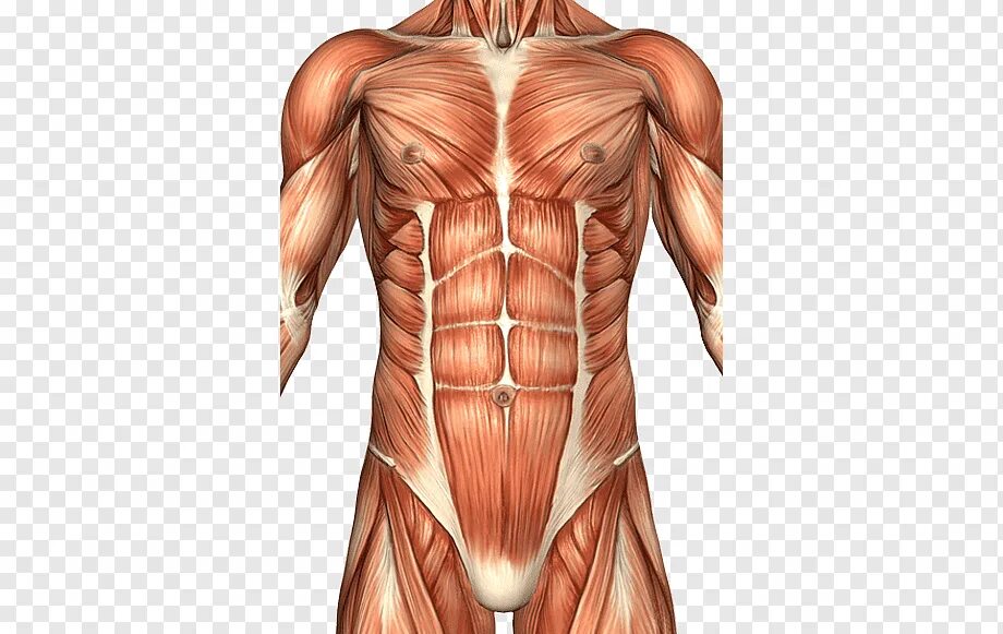 Прямые мышцы туловища. Анатомия живота. musculus rectus abdominis. мышцы живота анатомия федюкович. ректус абдоминис мышца.