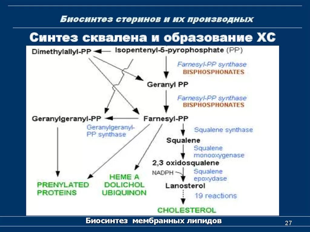 Биосинтез ростов. Биосинтез мембранных фосфолипидов. Биосинтез сквалена. Синтез стеринов. Биосинтез липидов биохимия.