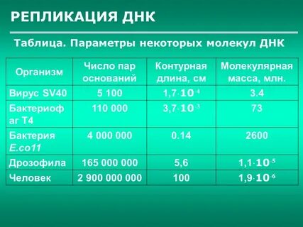 Молекулярная масса молекулы днк