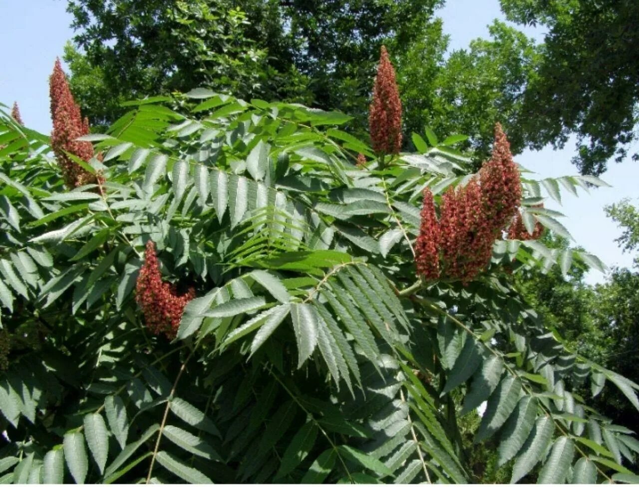 Сумах дубильный (Rhus coriaria. Сумах оленерогий Rhus typhina. Сумах пушистый оленерогий уксусное дерево. Сумах оленерогий и дубильный.