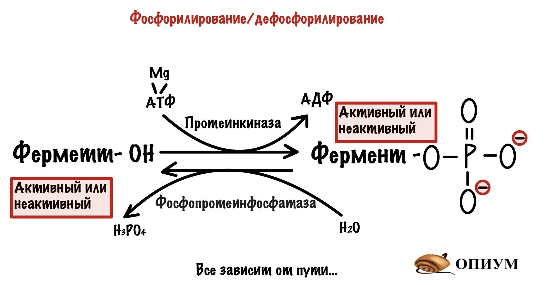 Реакции активации ферментов. Регуляция активности ферментов путем ковалентной модификации. Регуляция активности ферментов схемы. Фосфорилирование дефосфорилирование белка-фермента. Регуляция активности ферментов путем дефосфорилирования;.