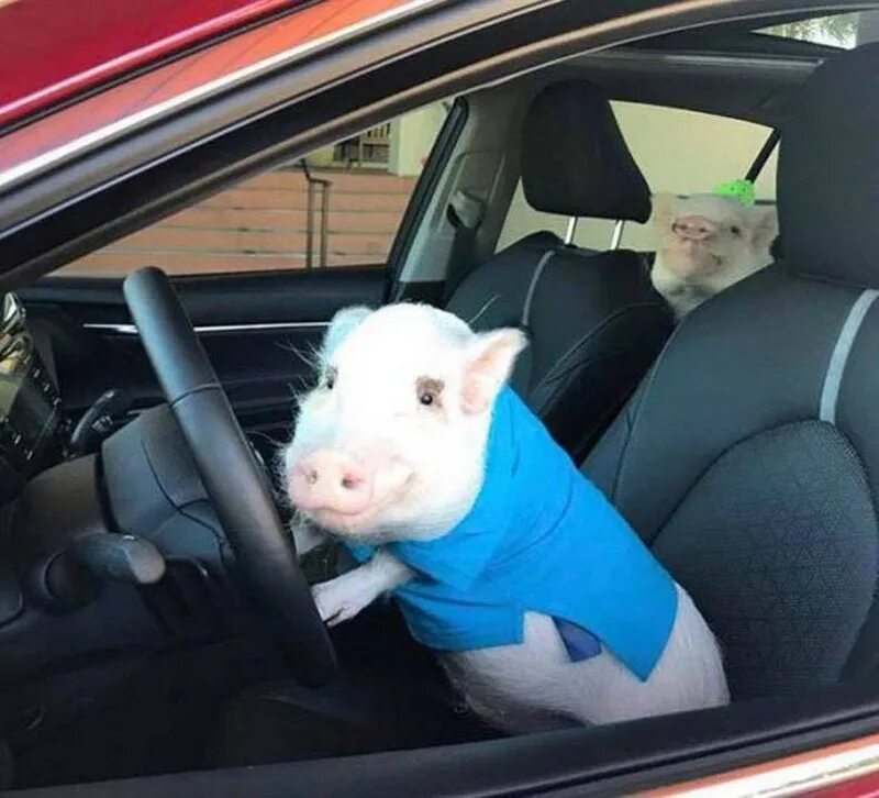 машина в виде свиньи. толстый автомобиль. свинья в машине. свинья в автобусе. хрюшка машина.