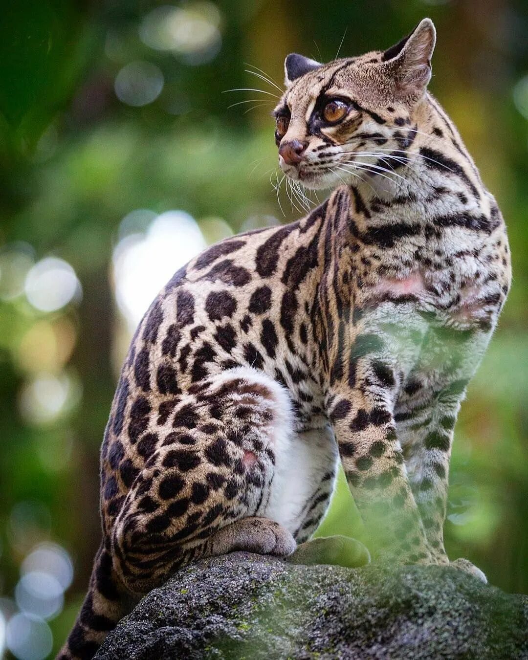 Рассмотрите фотографию пятнистой кошки породы бенгальская. Оцелот. Леопард онцилла. Дикая Бенгальская леопардовая кошка. Леопардовая кошка Оцелот.