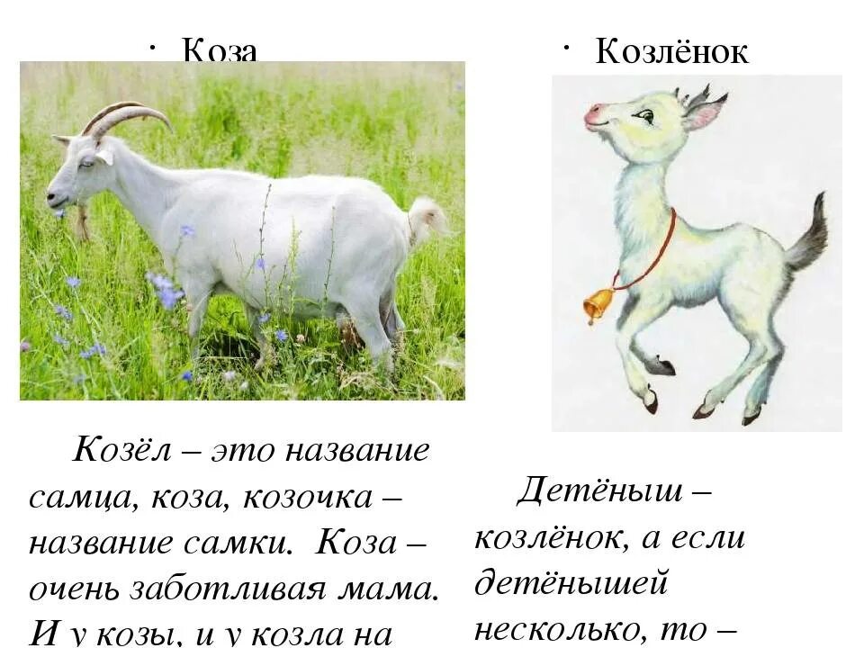 Имя козла. Кличка козы. клички козлят. имя для козы. клички для козы девочки.