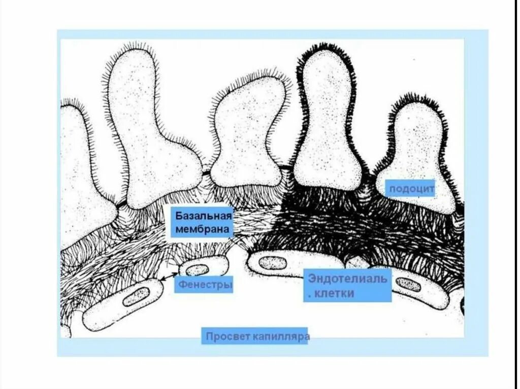 Подоциты. Фильтрационный барьер нефрона. Подоциты электронная микроскопия. Строение гломерулярной базальной мембраны. Подоцит функция.