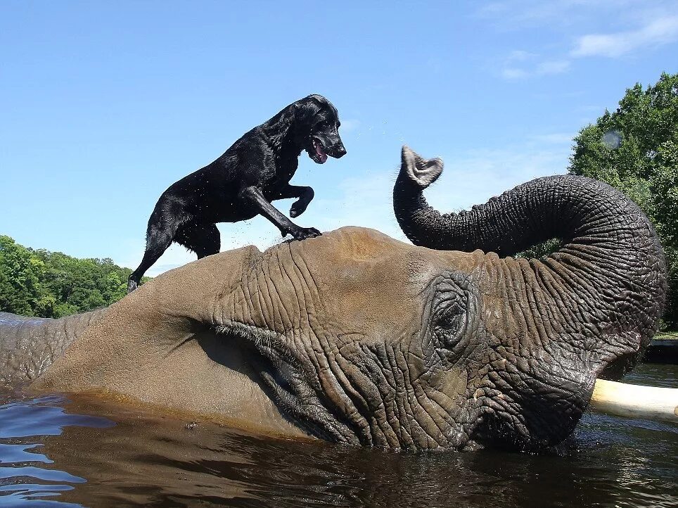 Друзья слоник. Невероятные животные. Необычная Дружба животных. Большие животные. Удивительный слон.