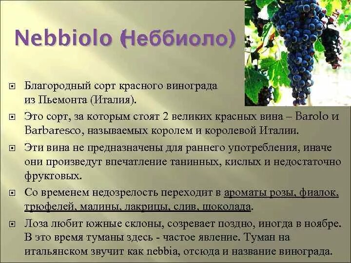 Какой виноград красного вина. Неббиоло сорт винограда. Сорт винограда Nebbiolo. Классификация винограда для вина. Сорта винограда для вина таблица.