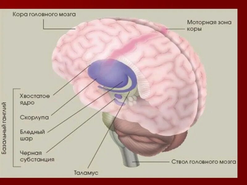 Подкорка головного мозга. Строение подкорковых структур мозга. Бледный шар скорлупа хвостатое ядро. Анатомия подкорковых структур головного мозга.