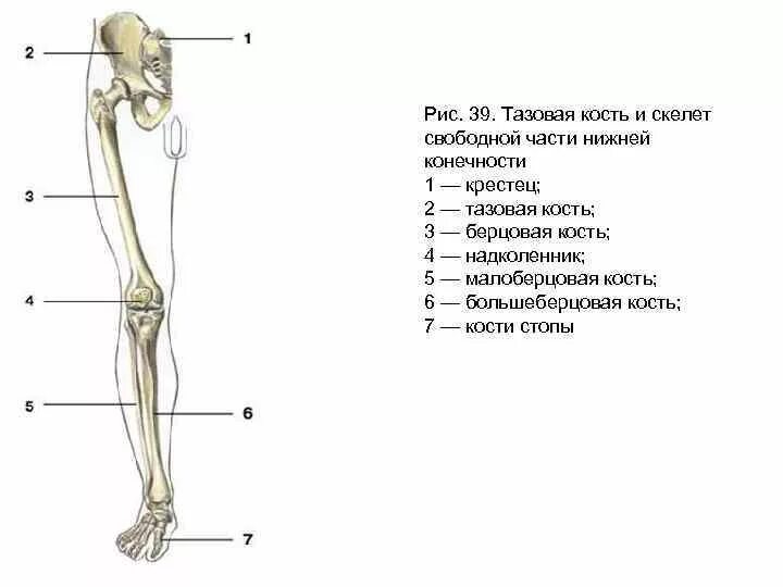 Картинки СКЕЛЕТ КОНЕЧНОСТЕЙ ОБРАЗОВАН