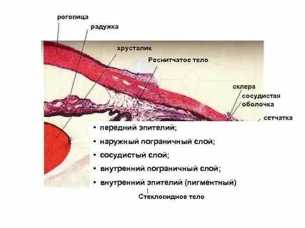 Ресничные оболочка