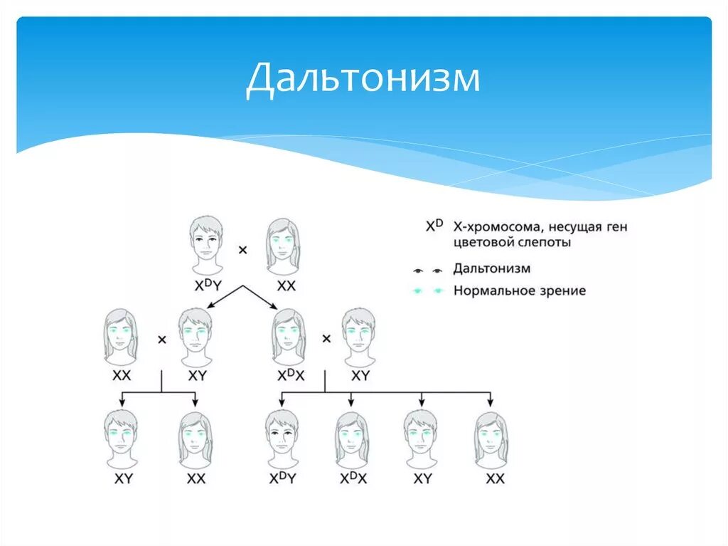 Генотип человека с дальтонизмом. Дальтонизм генетика Тип наследования. Схема наследования дальтонизма. Ген дальтонизма. Как наследуется дальтонизм.