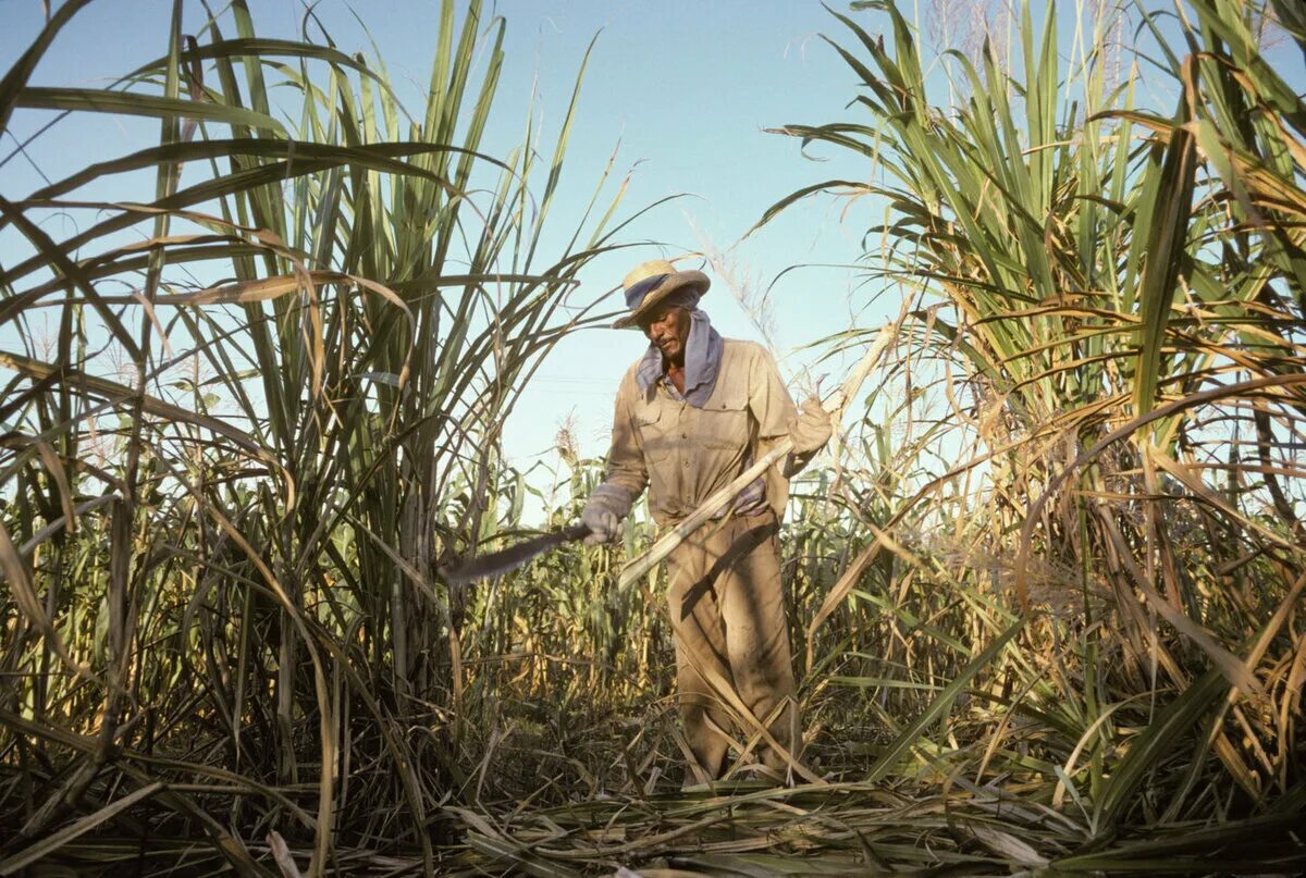 Куба сахарный тростник плантации. Гаити сахарный тростник. Плантация сахарного тростника в Индии. Плантации сахарного тростника на Кубе.