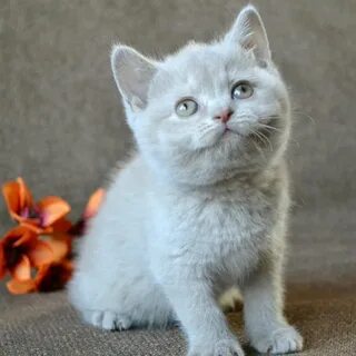 Котята британца короткошерстного