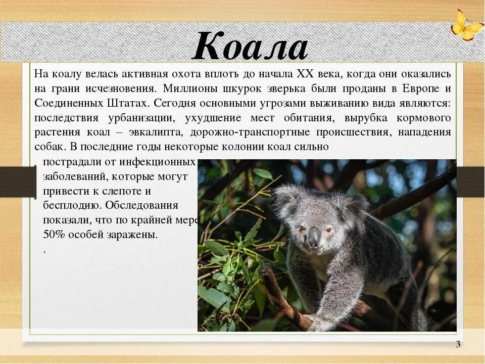 Коала где обитает на каком. Млекопитающие коала. Информация о коале. Коала описание. Животные красной книги коала.