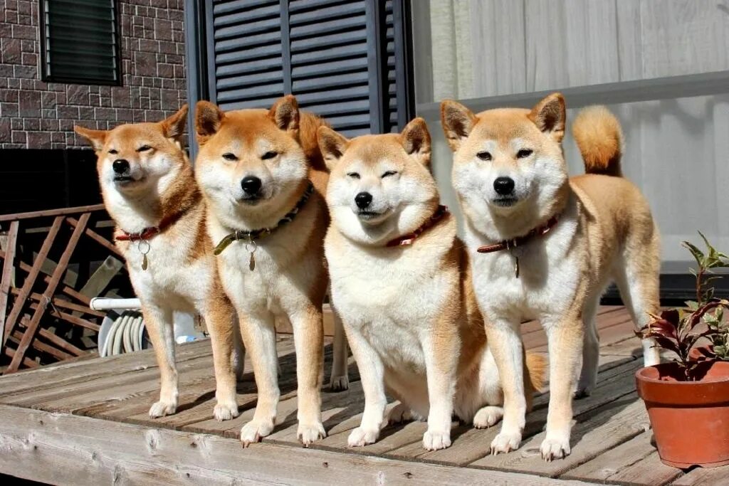 Б сибы. Сиба ину. CB,E byf. Японская порода собак сиба-ину. Шиба сиба ину порода собак.