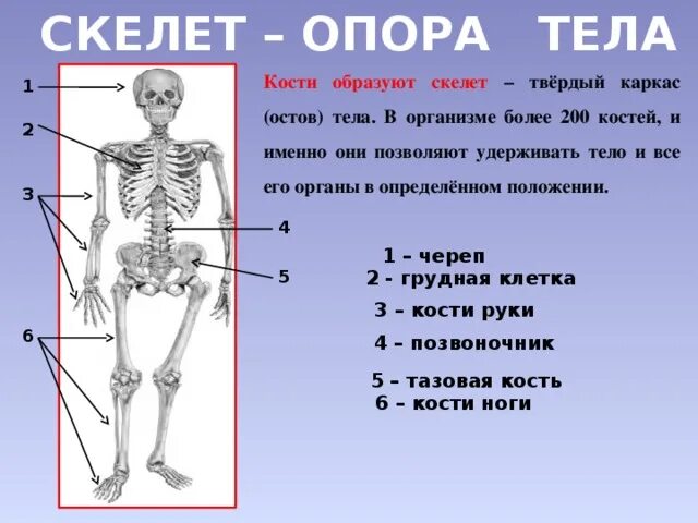 Скелет опора организма 6 класс биология. Строение скелета человека начальная школа. Скелет человека опорно двигательная система. Опорно двигательная система осевой скелет.