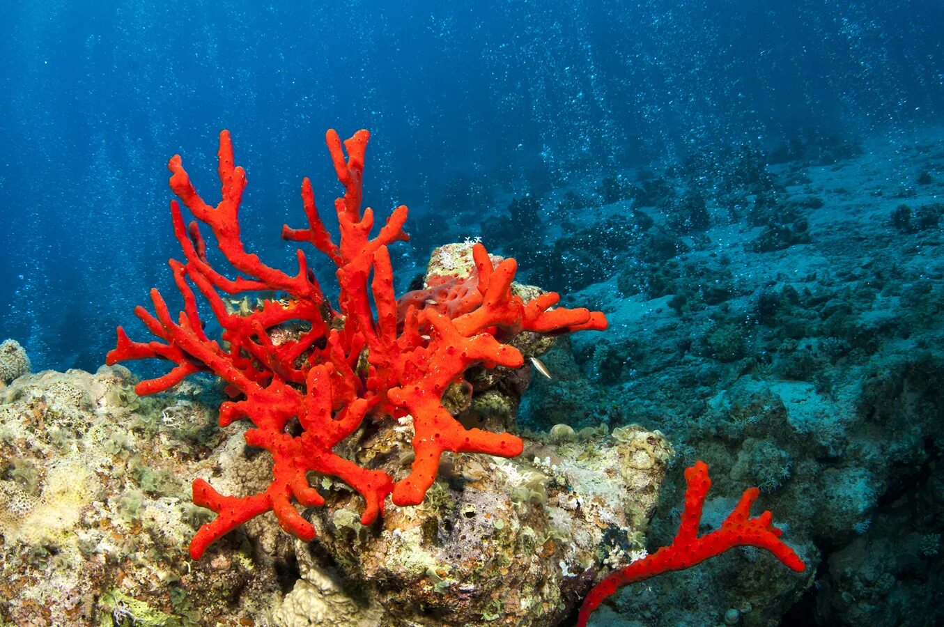 Red coral. Коралловые полипы красный коралл. Коралловые полипы голубой коралл. Красный благородный коралл. Каменный коралл красное море.