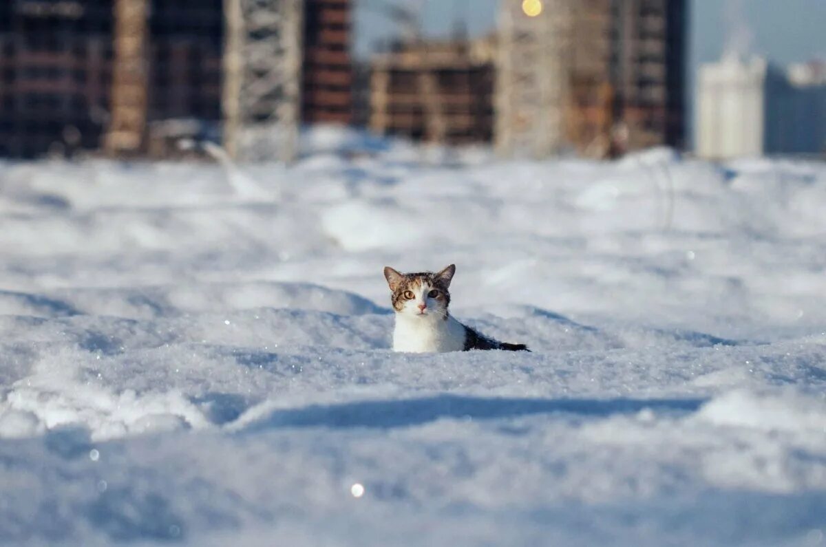Кота ушел зимой