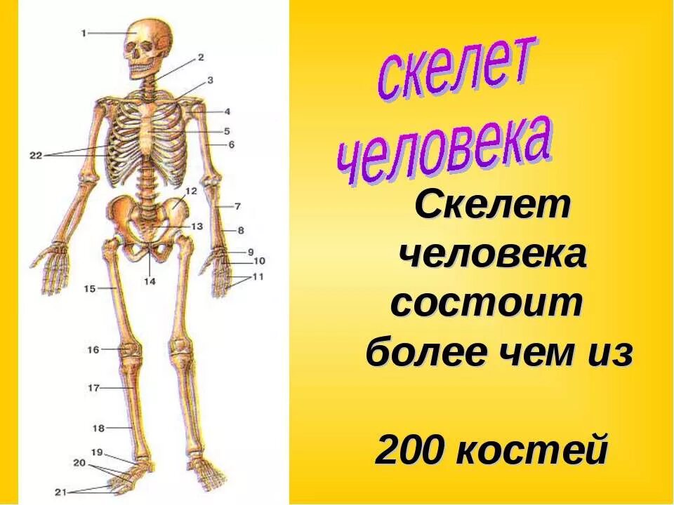 5 групп костей. Скелет человека. Скелет человека для детей. Скелет человека для дошкольников. Скелет человека состоит из.