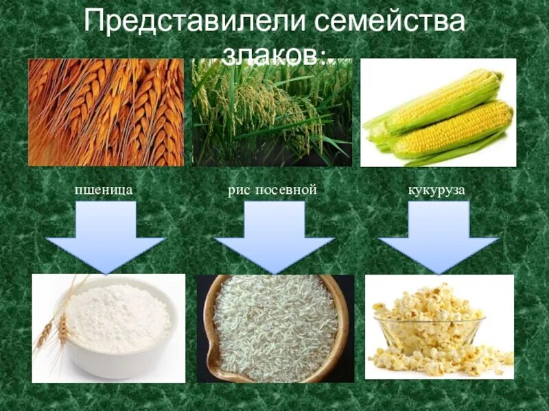 Значение культурных злаков в жизни человека. Семейство злаковые. Растения семейства злаковые. Культурные растения семейства злаковых. Семейство злаки пшеница.