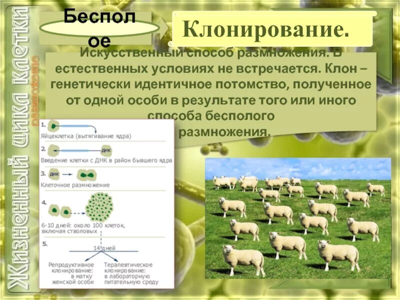 Клонирование способ размножения. Клонирование способ бесполого размножения. Клонирование бесполое размножение. Формы бесполого размножения клонирование.